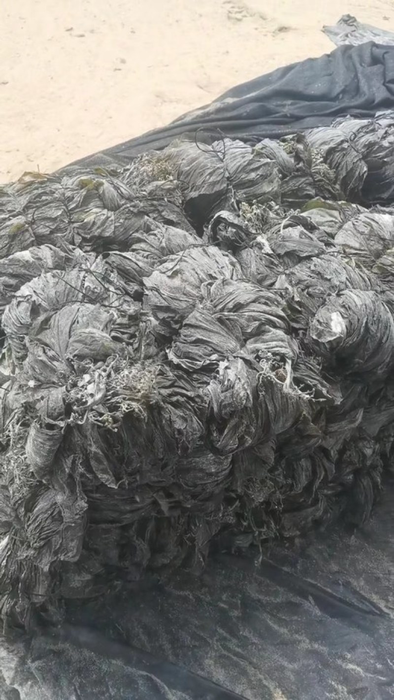 海带干海带海带皮海带片海带散菜挂菜海带丝海带结烘干海带头