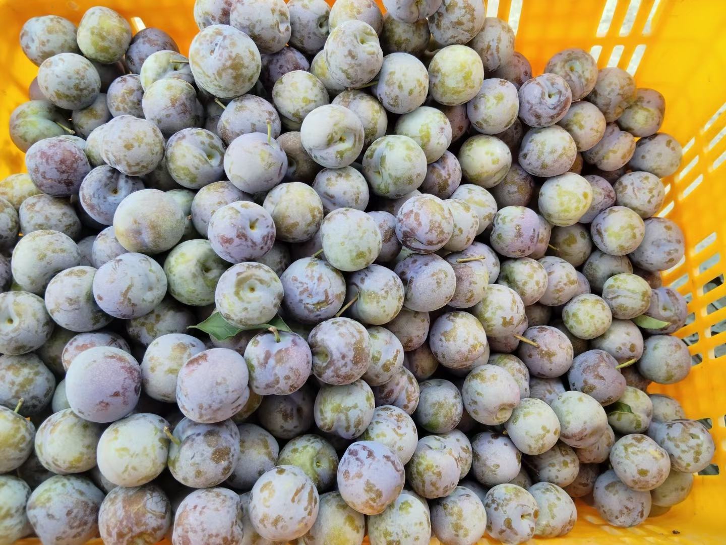 新鲜采摘的五月脆李子特写