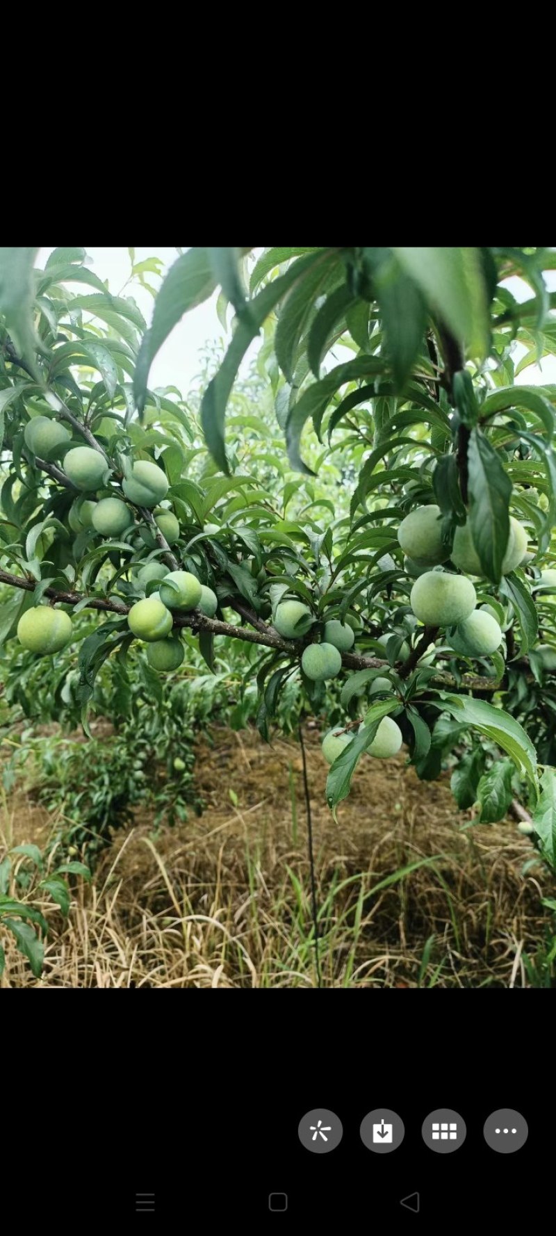 广西高山蜂糖李，纯有机肥，个大味甜支持一件代发