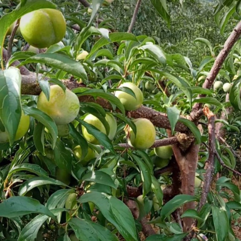 广西高山蜂糖李，纯有机肥，个大味甜支持一件代发