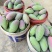 百色市田阳区自家产的贵妃芒果