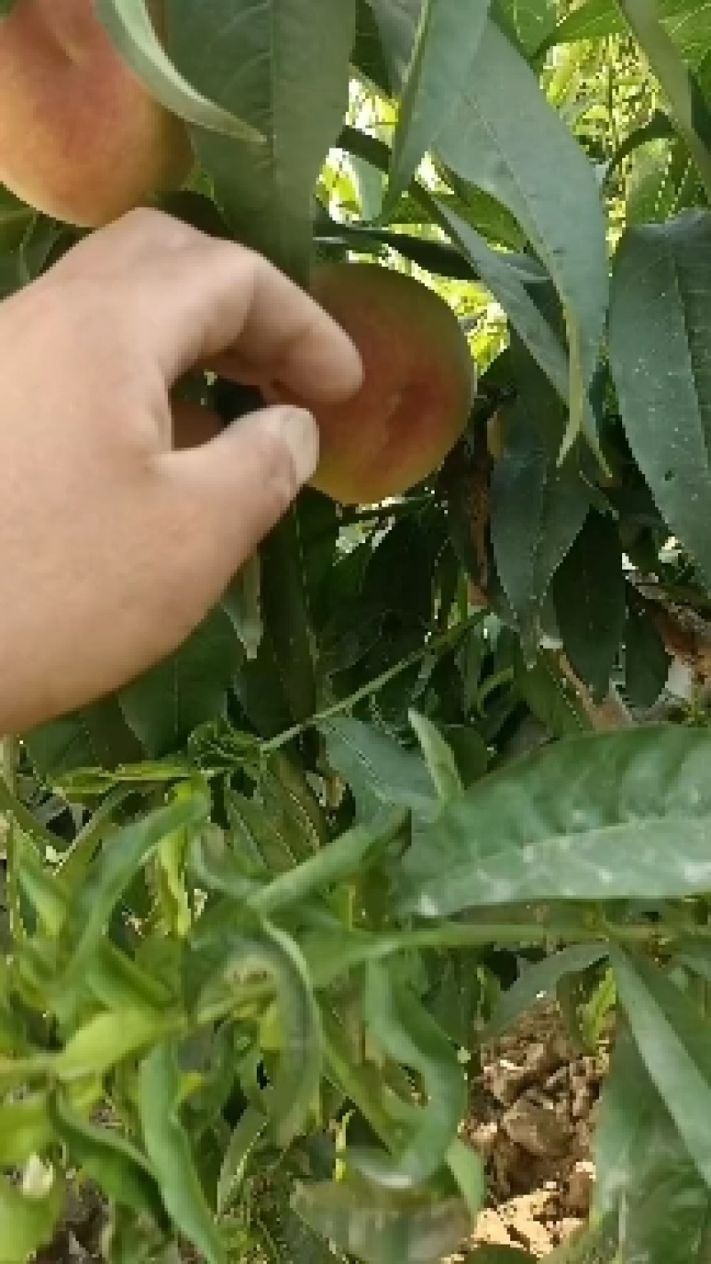 突围大桃，套袋的，不套袋的，春雪雪，油桃黄，都有，大量中