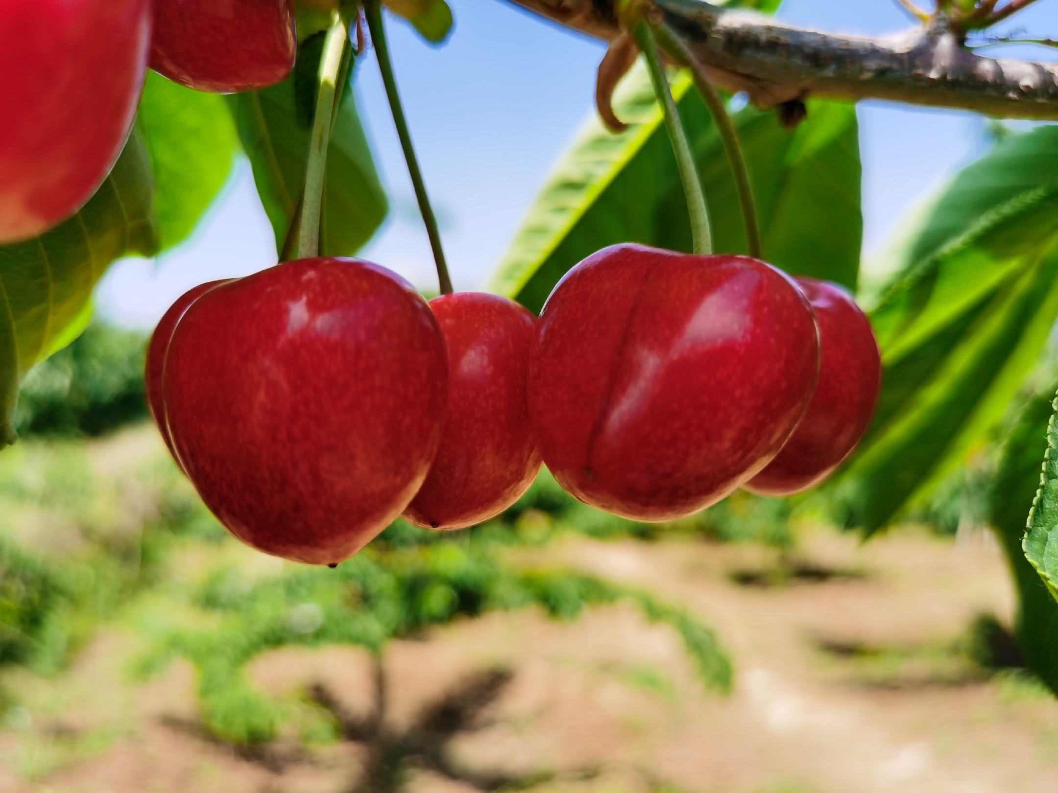 一片阳光明媚的突围桃果园,枝头挂满粉红色的成熟桃子 突围桃果园