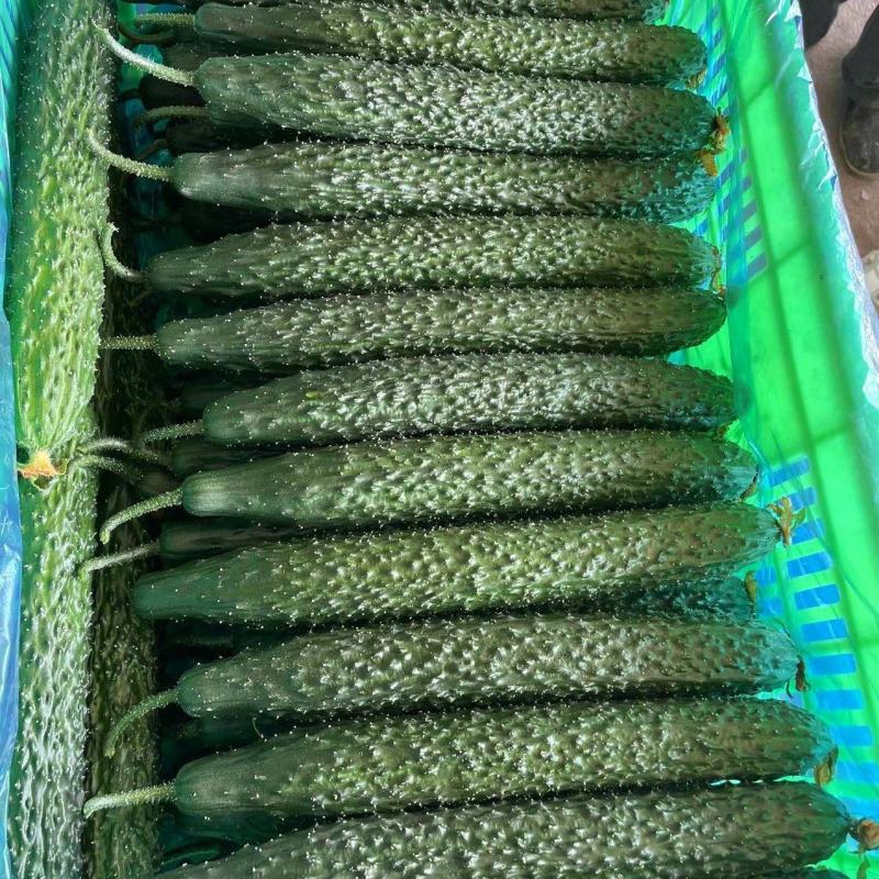 【实力推荐】山东聊城黄瓜精品蜜刺黄瓜量大从优可视频看货