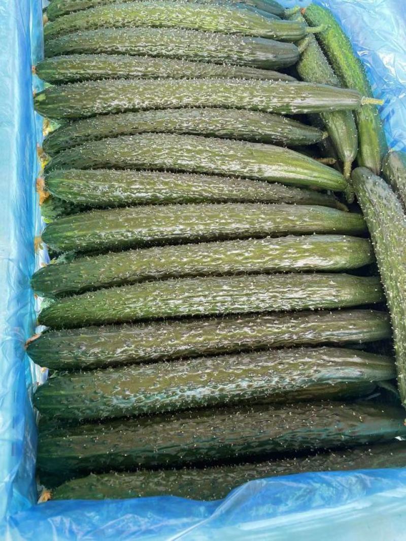 【实力推荐】山东聊城黄瓜精品蜜刺黄瓜量大从优可视频看货