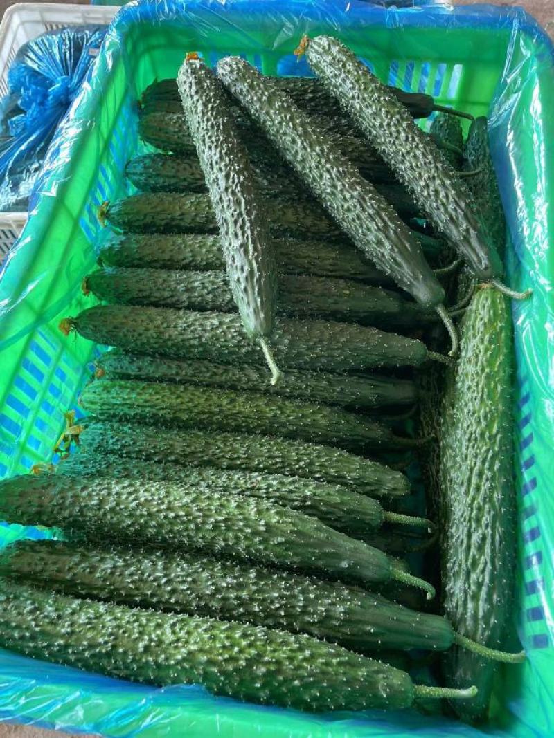 【实力推荐】山东聊城黄瓜精品蜜刺黄瓜量大从优可视频看货