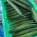 【实力推荐】山东聊城黄瓜精品蜜刺黄瓜量大从优可视频看货