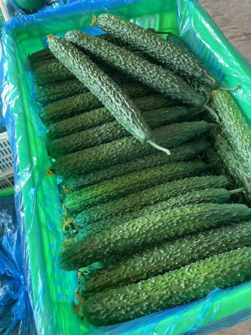 【实力推荐】山东聊城黄瓜精品蜜刺黄瓜量大从优可视频看货