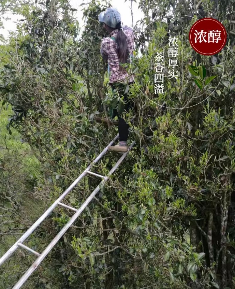 乔木古树晒红滇红工夫茶