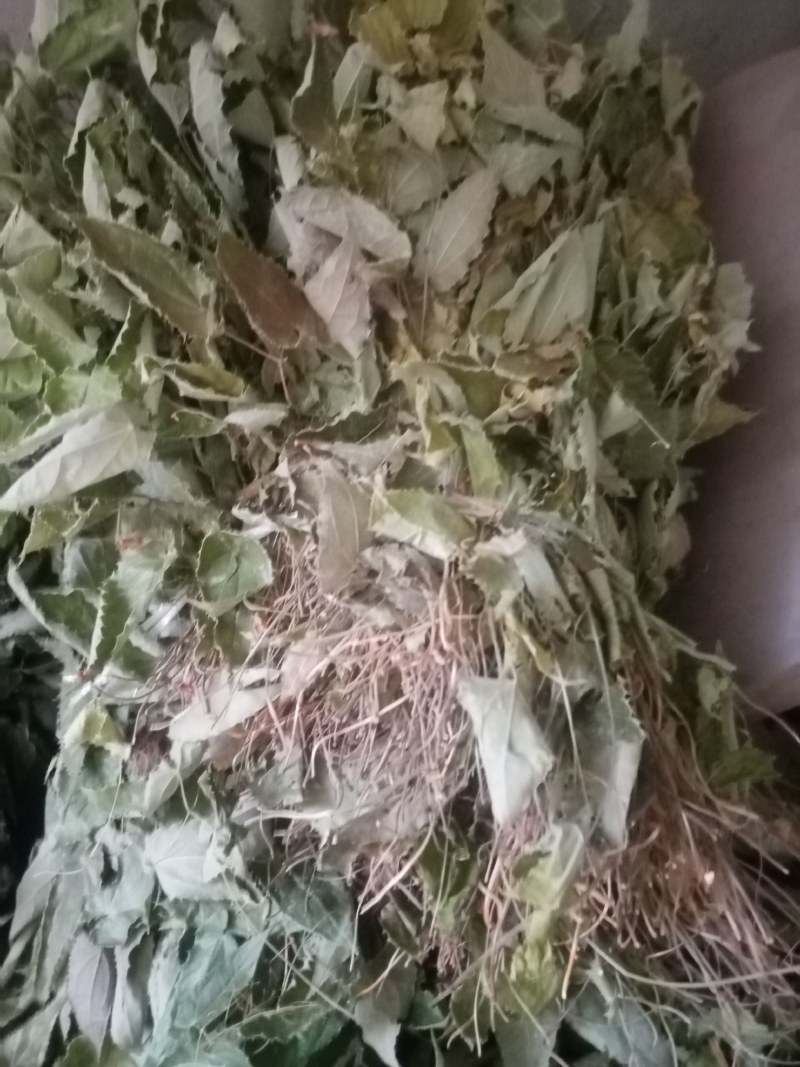 甘肃柔毛淫羊藿干货三支九叶草一手货源产地欢迎咨询