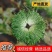 辽宁新民精品苦菊基地直供全国，欢迎前来洽谈合作