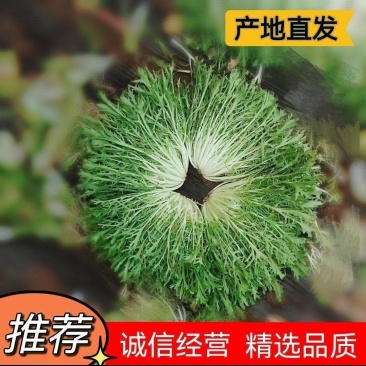 辽宁新民精品苦菊基地直供全国，欢迎前来洽谈合作