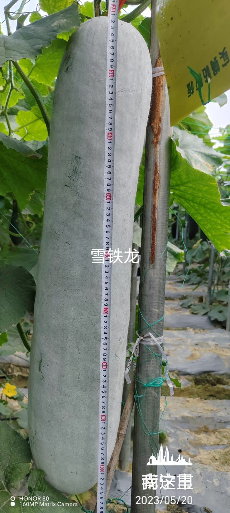 长条粉皮冬瓜冬瓜种子雪铁龙厂家发货品质保证
