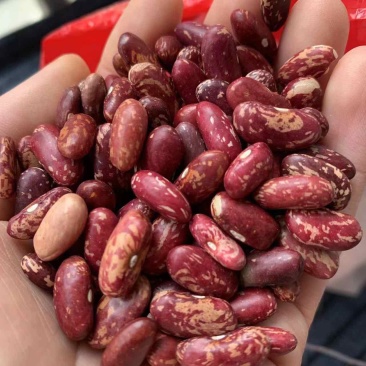 花豆自卖
