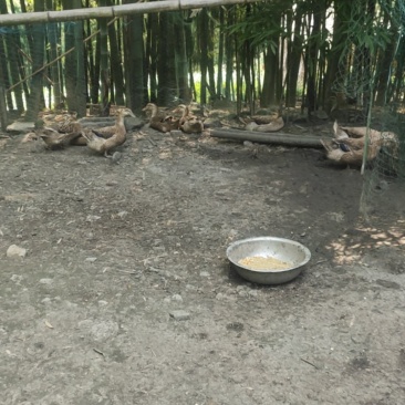 鸭