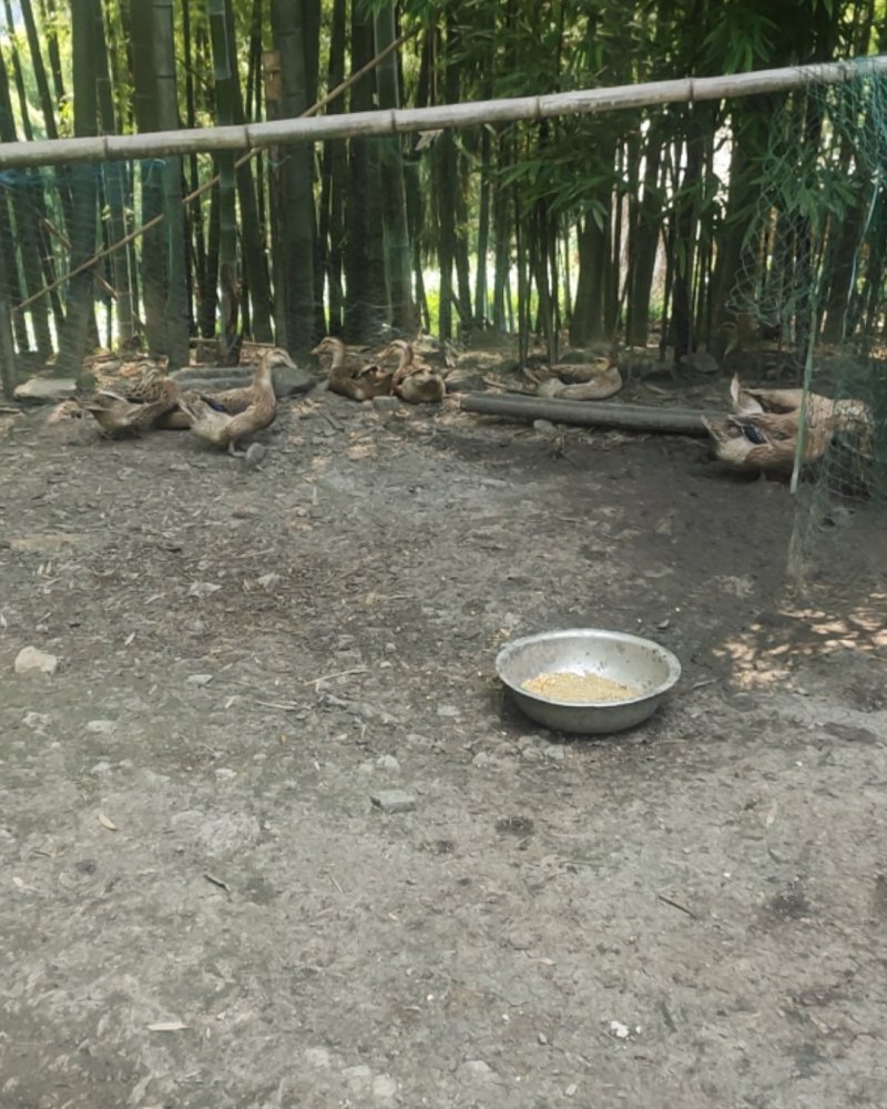 鸭