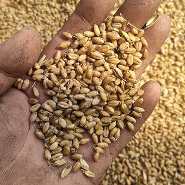 河南南阳优质小麦亩产千斤