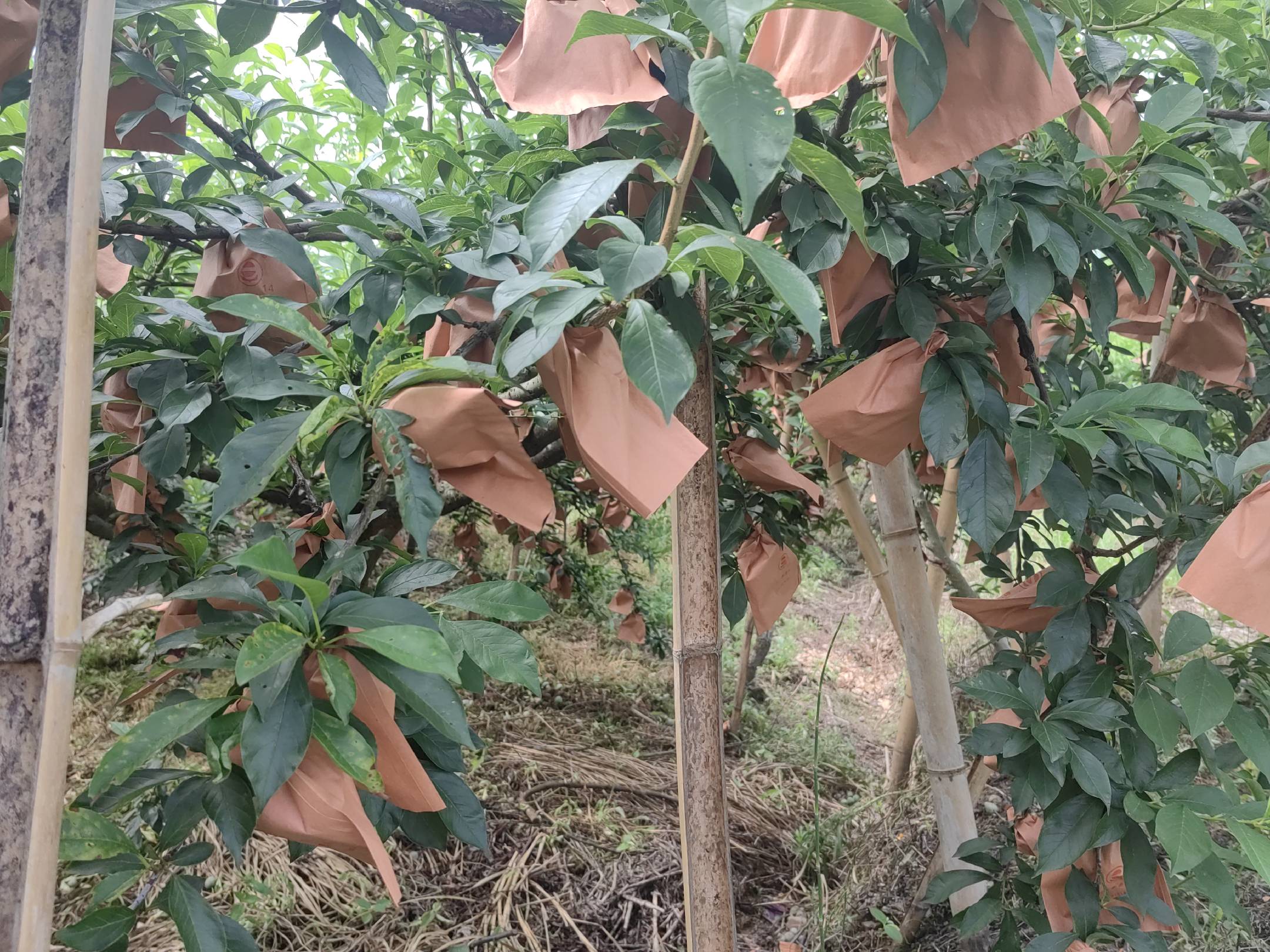 展示黄金奈李在果园中采摘的画面,果农正在采摘成熟的金黄色李子,背景为阳光下的果园 黄金奈李采摘图