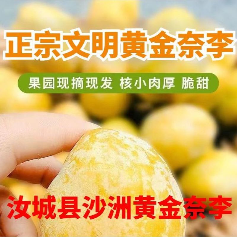 湖南特产黄金奈李脆骨李爆甜中国黄金奈李之乡文明沙洲