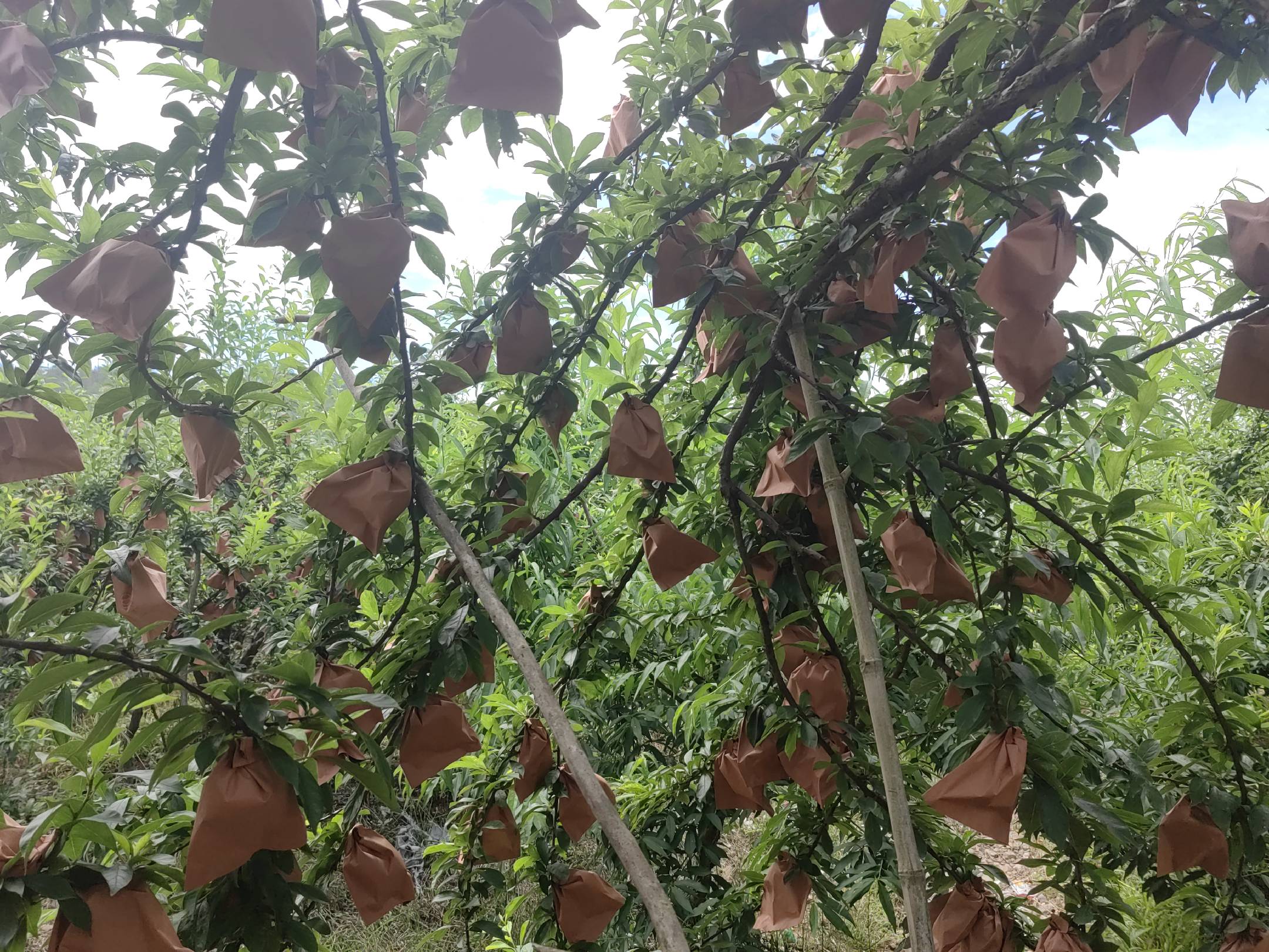 一名技术人员在桃形李果园中指导农户进行疏果与套袋操作,树上挂着黄色粘虫板和性诱捕器,地面上铺设反光膜以促进果实着色,背景中有太阳能杀虫灯竖立 桃形李果园综合管理场景图