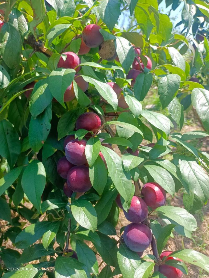 湖北李子，五月脆，澳洲红心李，八宝丹，味帝，货源充足