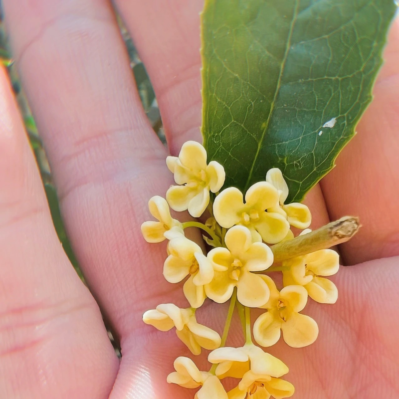 佛顶珠桂花