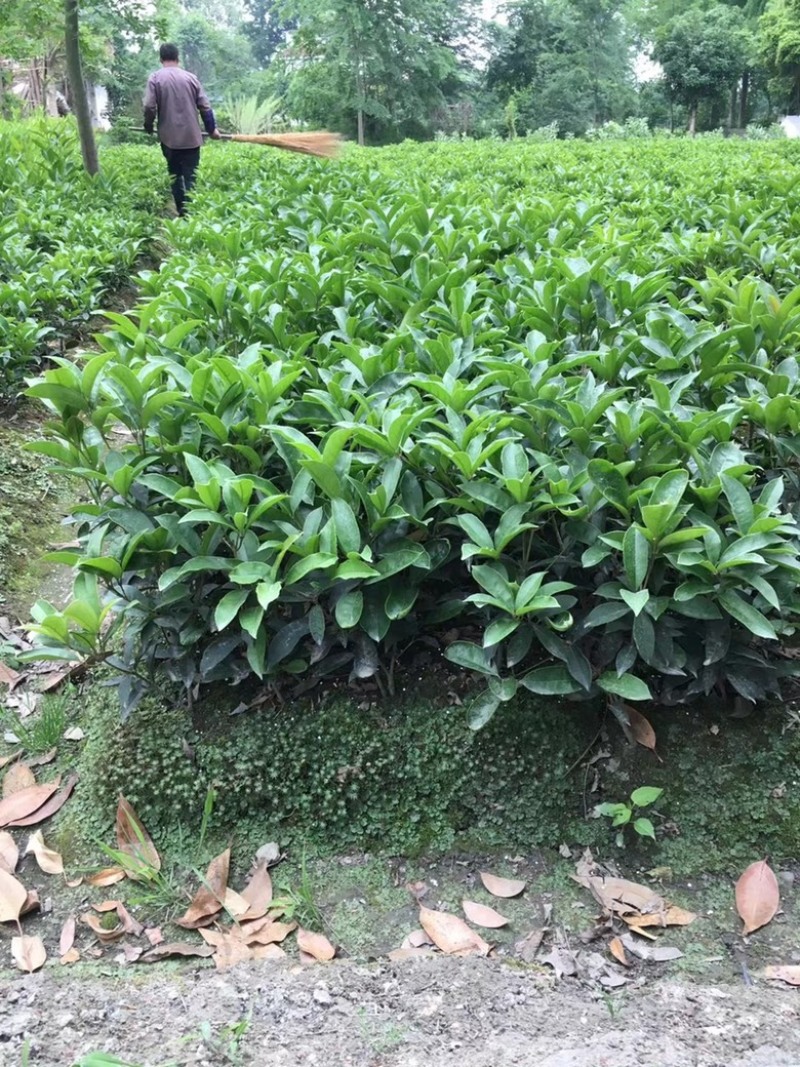 佛顶珠桂花