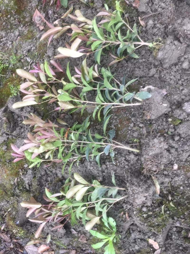 佛顶珠桂花