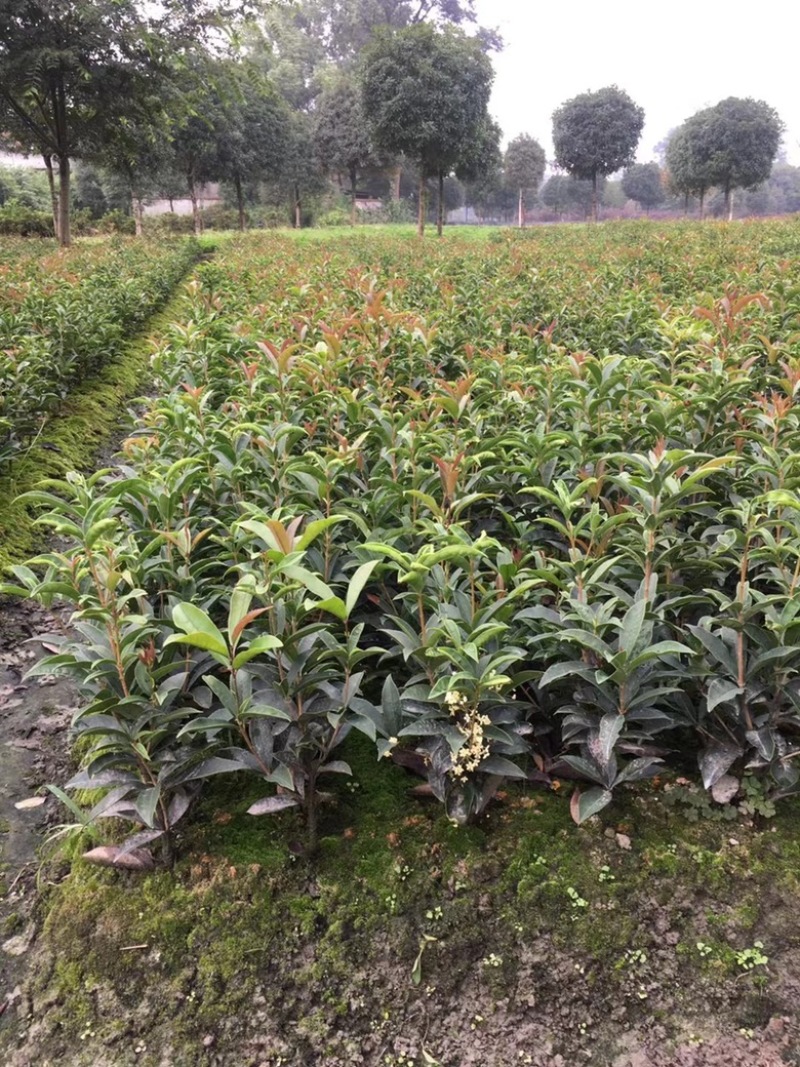 佛顶珠桂花