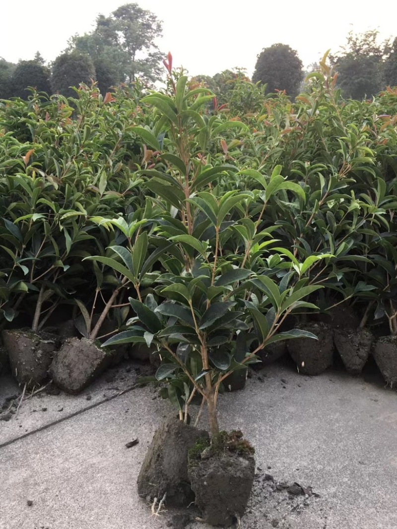 佛顶珠桂花