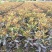佛顶珠桂花