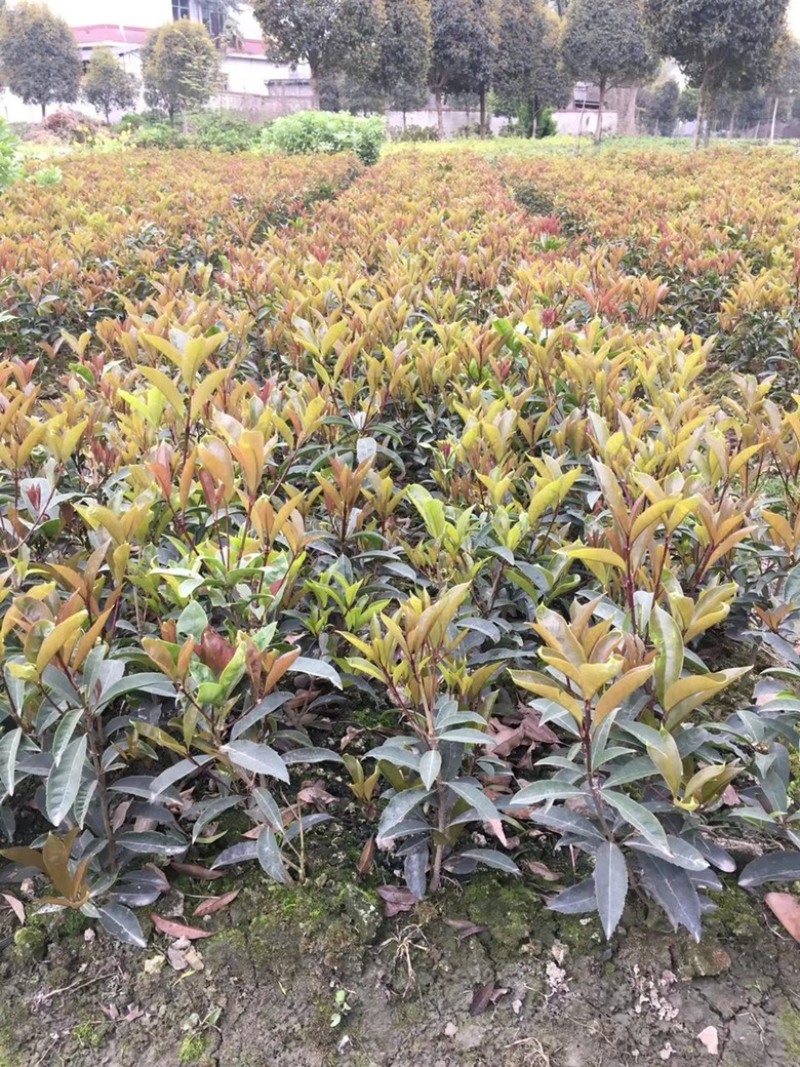 佛顶珠桂花