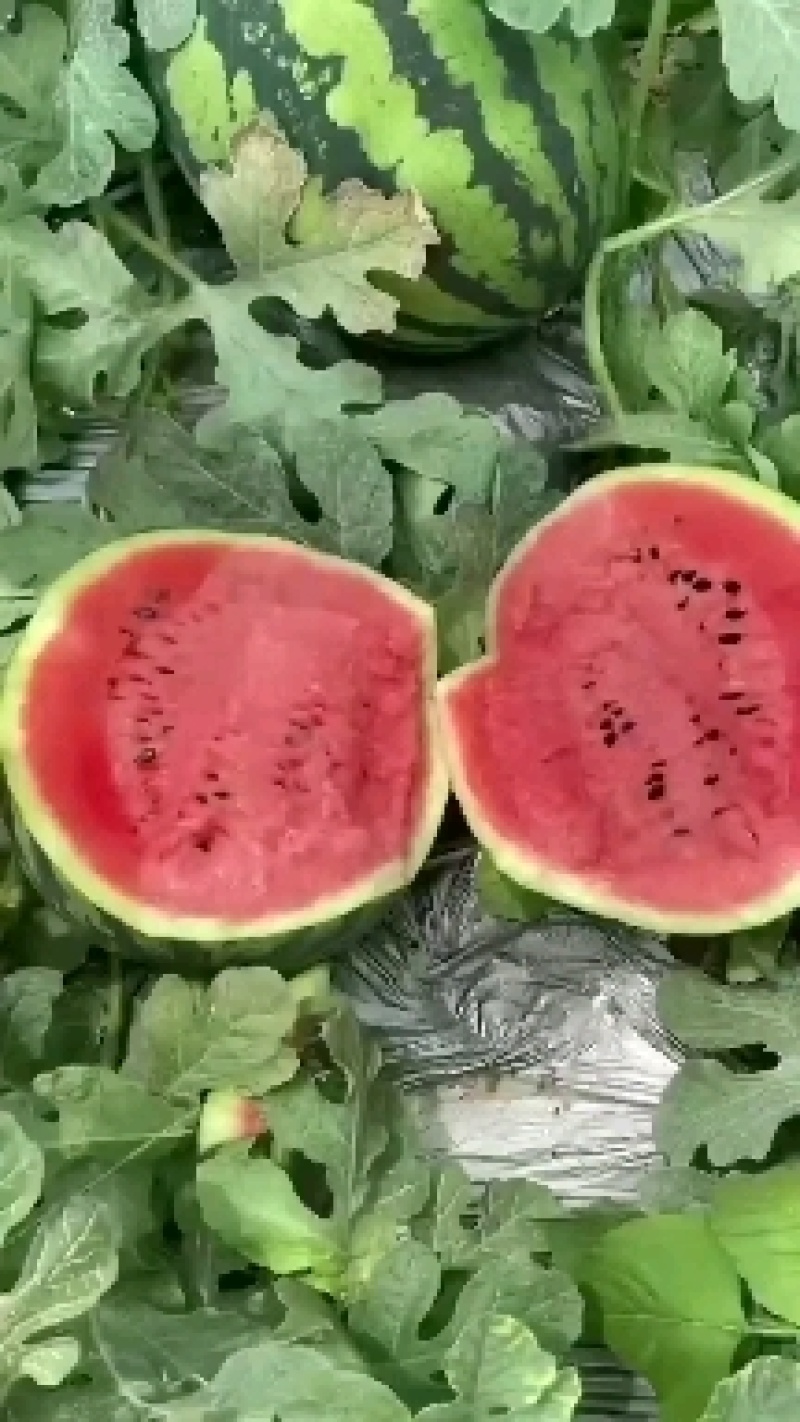 精品甜王西瓜。大量上市