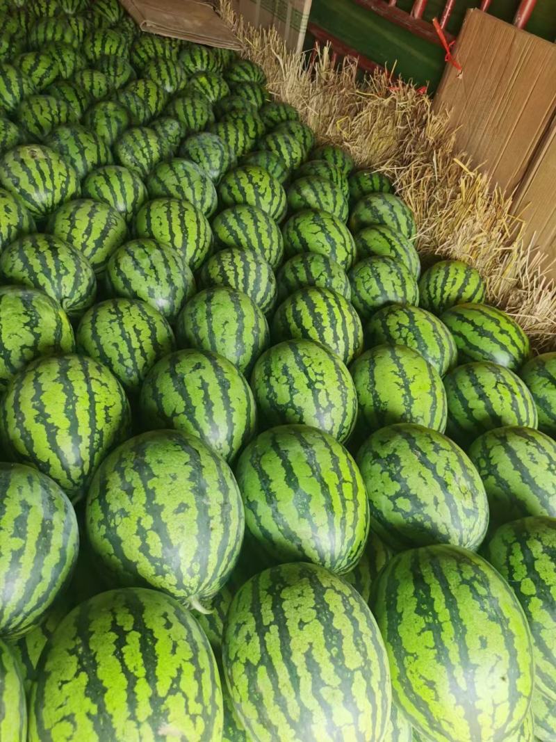 精品甜王西瓜。大量上市