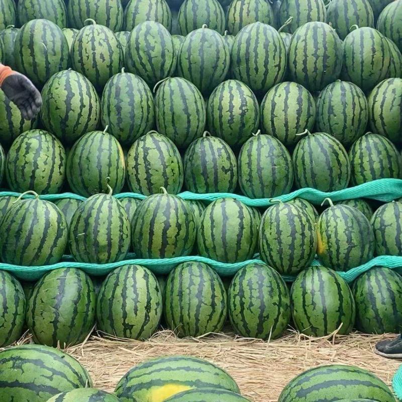 精品甜王西瓜。大量上市