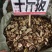 中药材千斤拔选片，颜色漂亮批发零售代购代销各