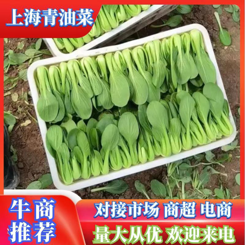 【上海青油菜】山东菏泽蔬菜基地，代收代发车，质量保证