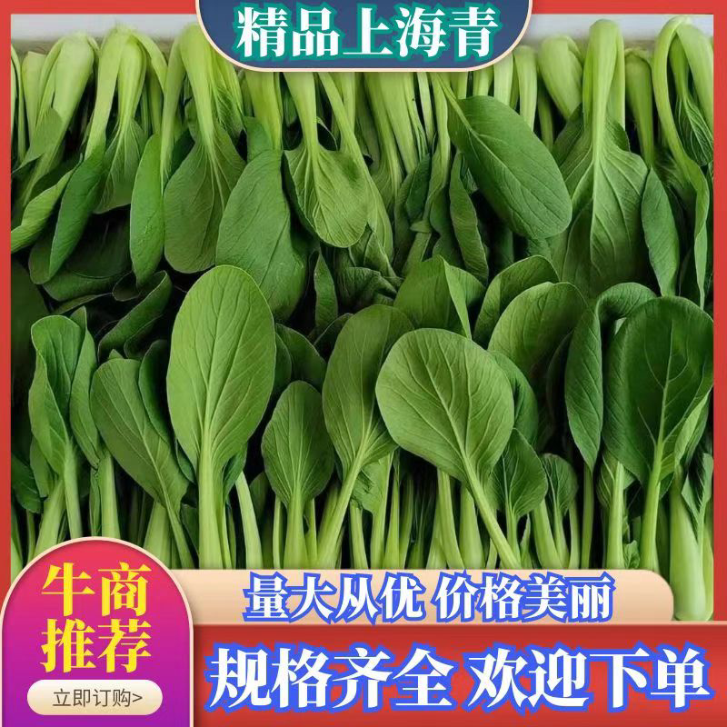 山东曹县上海青，油菜基地，常年供货代发全国，质量好价格优！