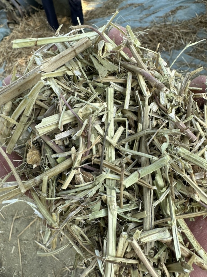 18个月优质花生质量好价格实惠，保证质量无土无膜