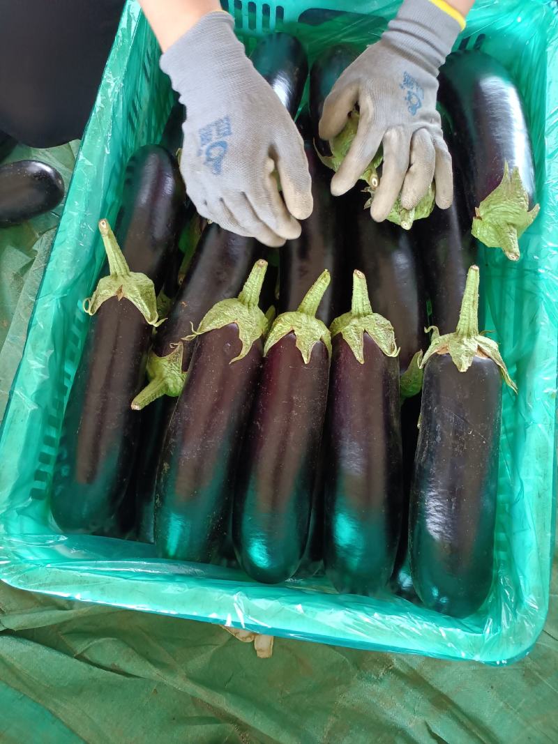 精品烧烤茄黑宝绿把茄子价格便宜质量好