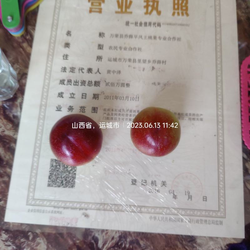 中油四号黄肉油桃