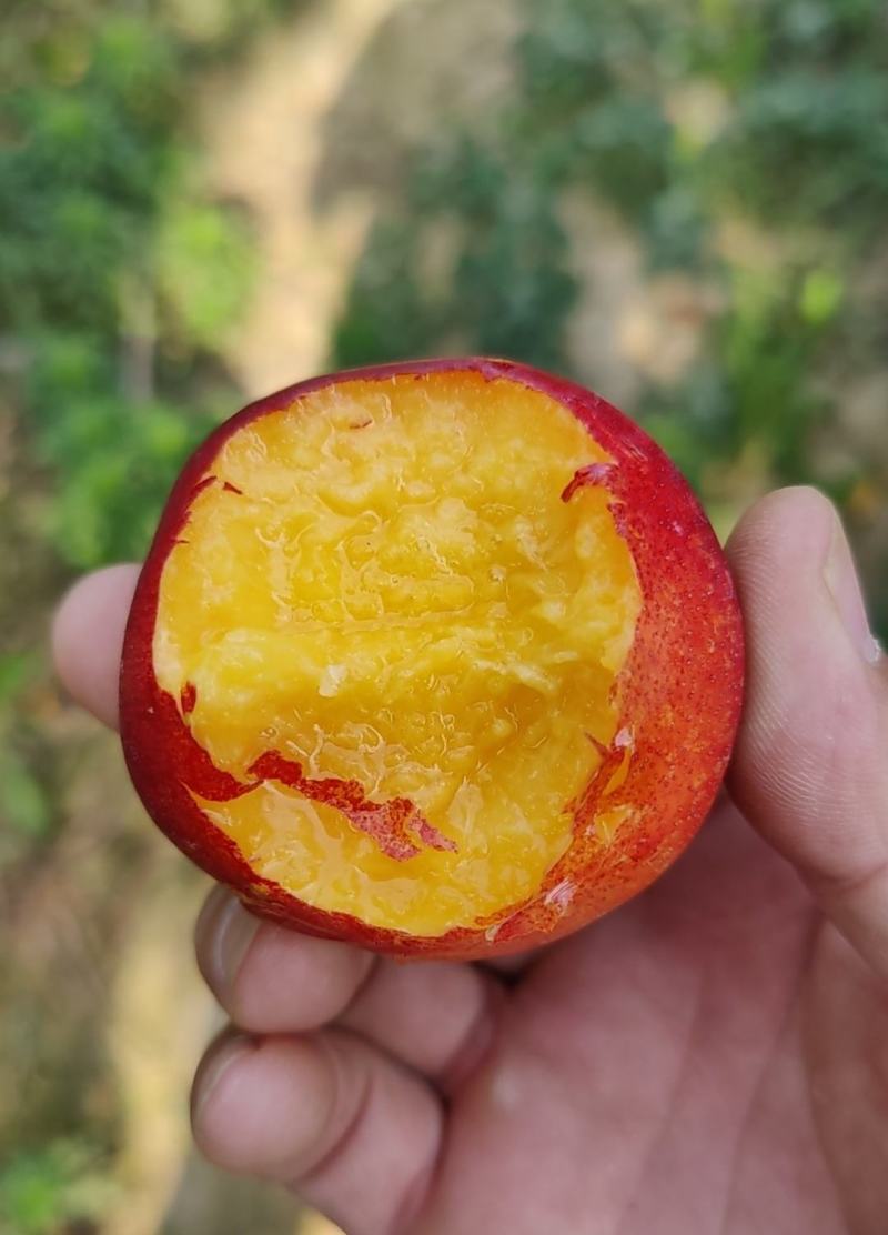 中油四号黄肉油桃