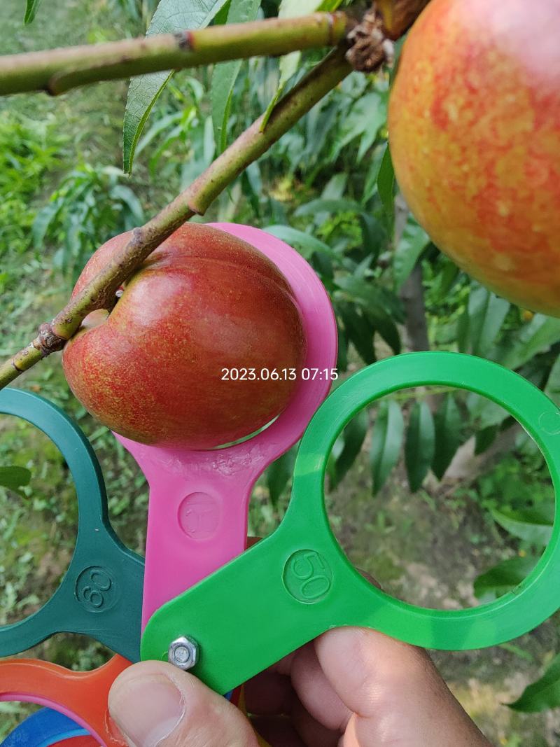 中油四号黄肉油桃