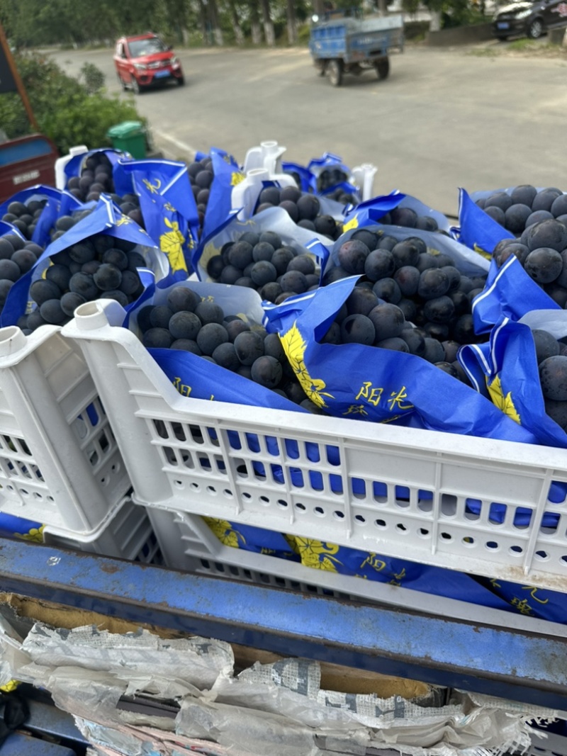 夏黑湖北公安万亩大棚夏黑葡萄大量上市了质量优良