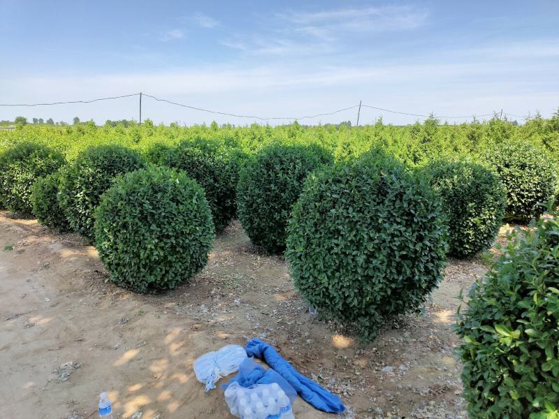 卫矛球河北基地直发，成活率高，诚信经营售后保障