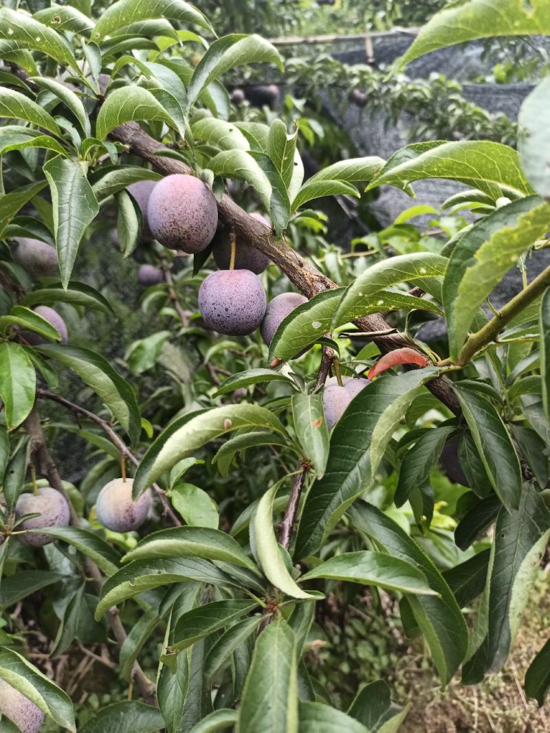 风皇李