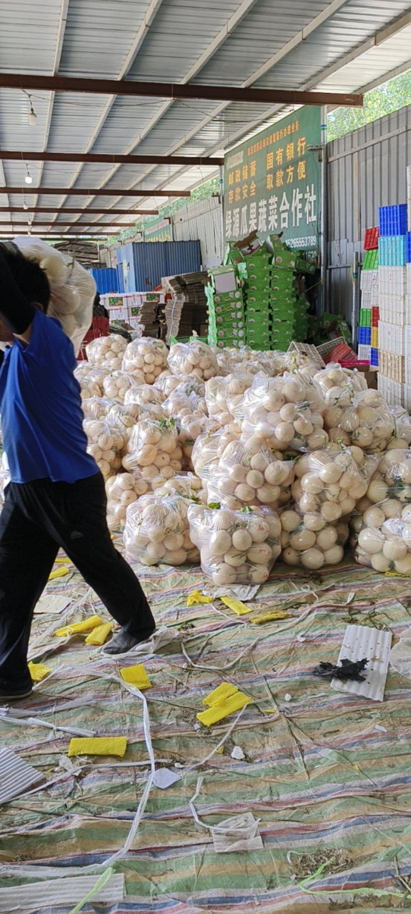 红金蜜瓜，东方蜜甜瓜零售电商生鲜超市量大从优