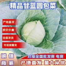 定州甘蓝精品圆包菜诚信经营量大欢迎老板来电咨询