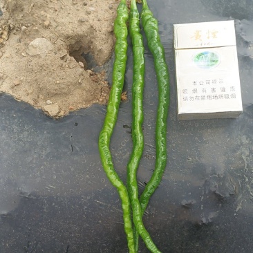 鸡爪椒鸡肠椒大量上市，有要的老板速度联系