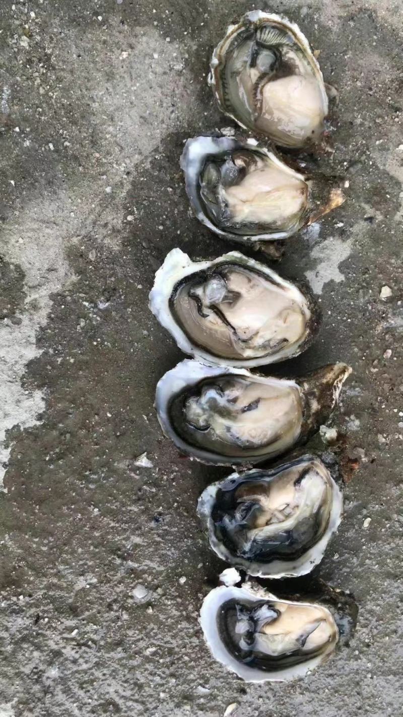 福建一口生蚝，网红小包装，承接电商社区团购